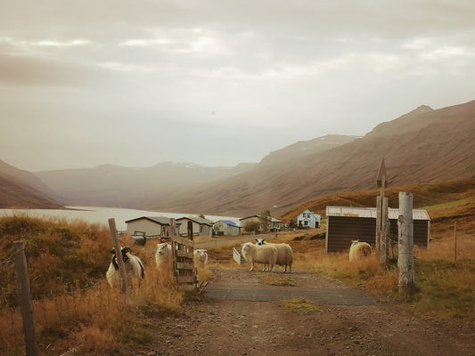 Visiting Iceland: Short Guide to Being a Responsible and Safe Tourist